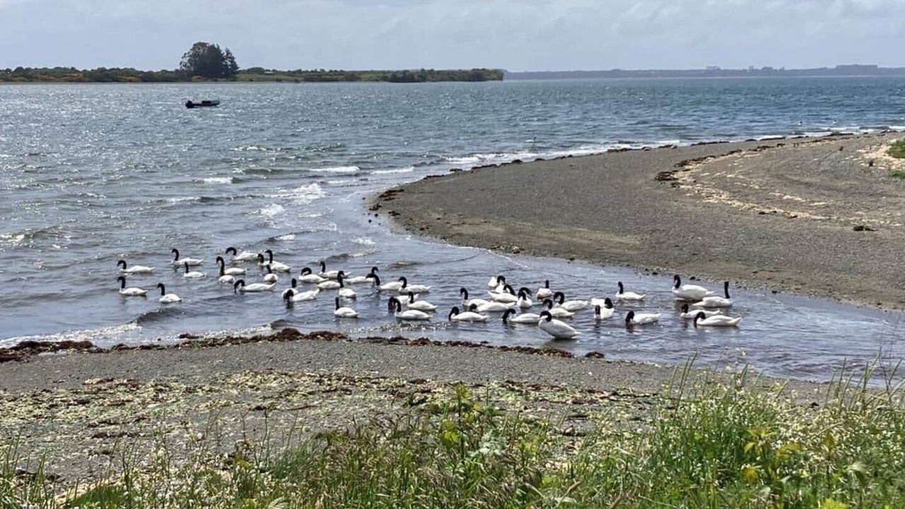 Photo of Others in Ancud
