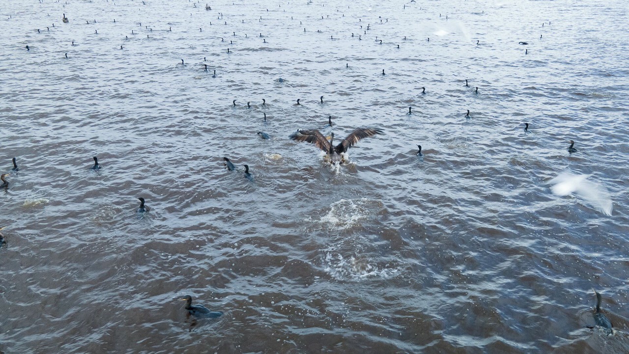 Photo of Others in Ancud
