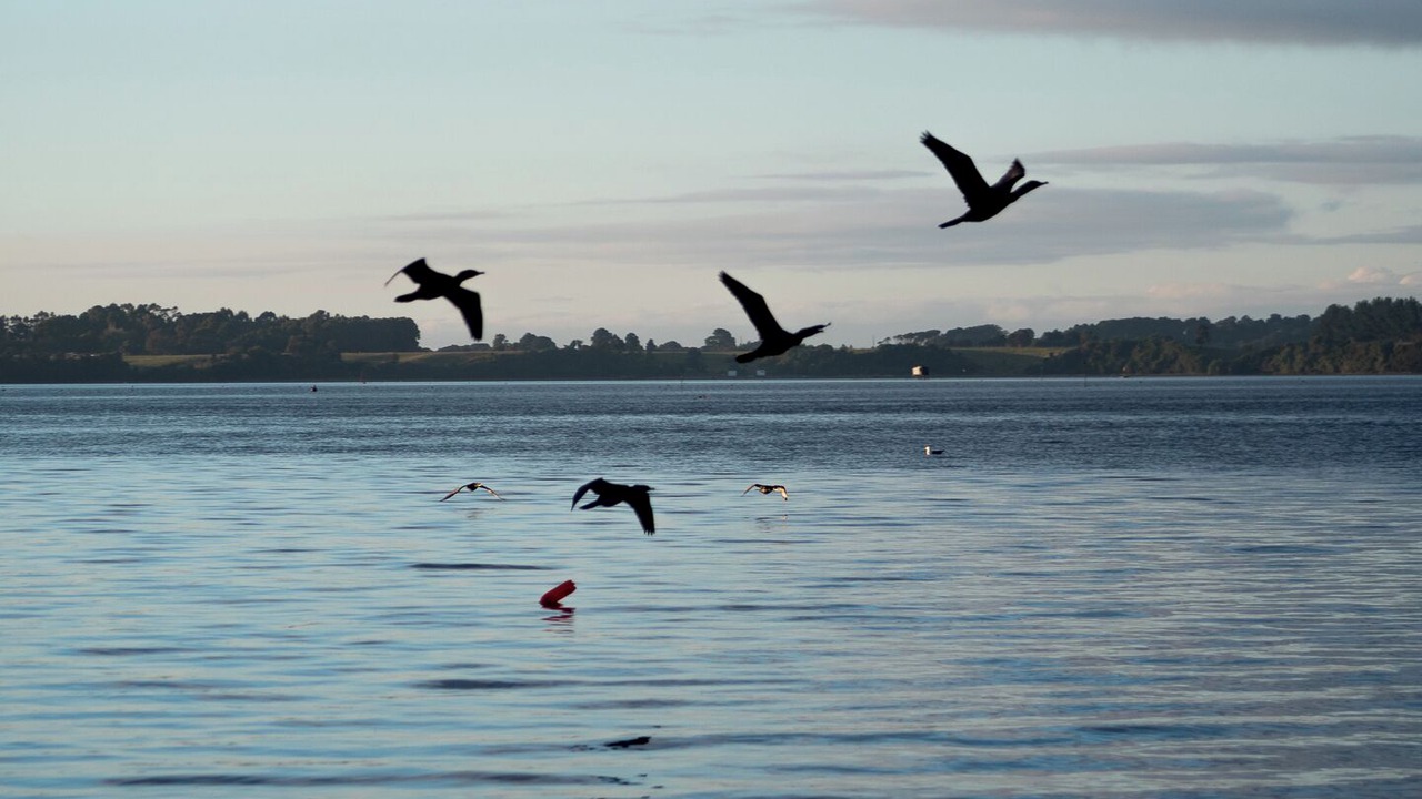Photo of Others in Ancud