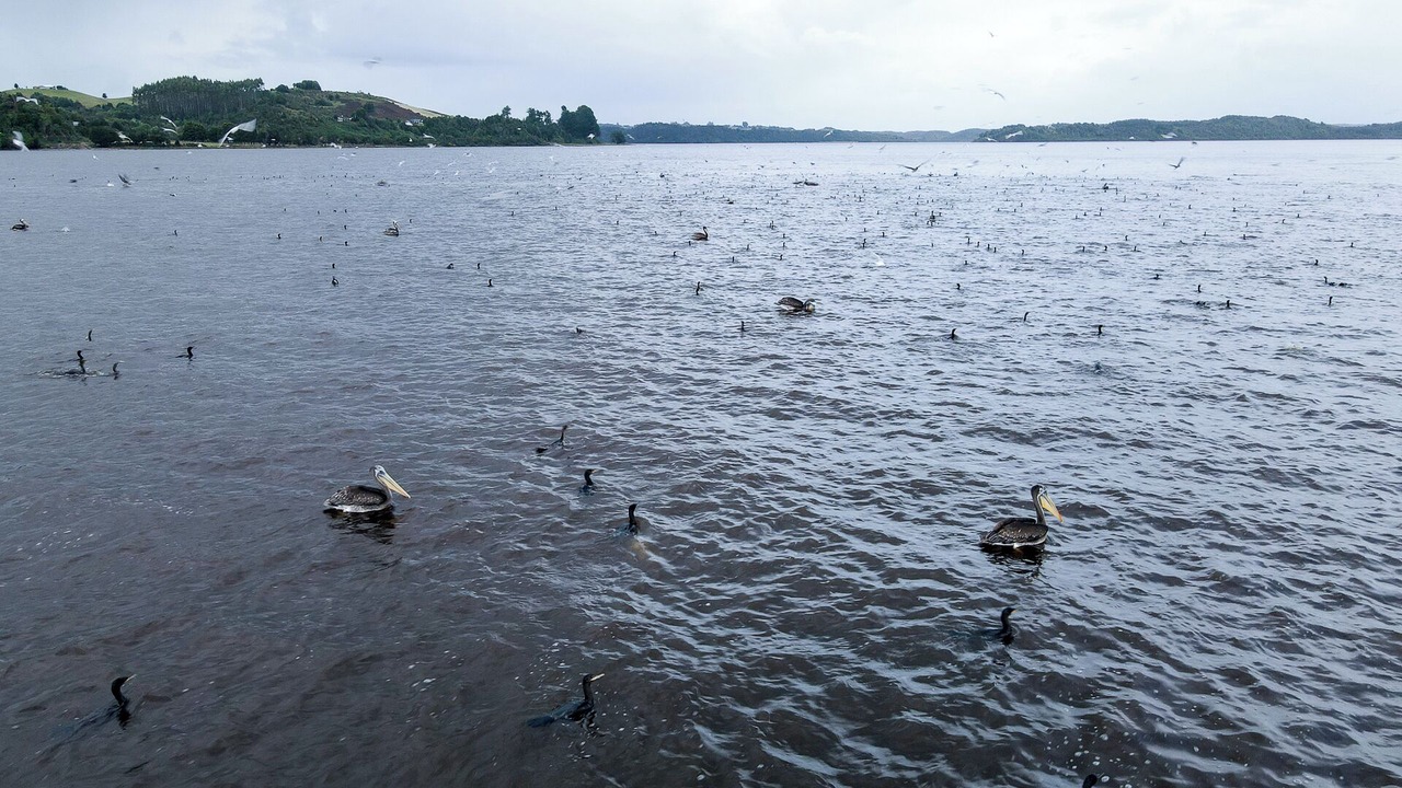 Photo of Others in Ancud