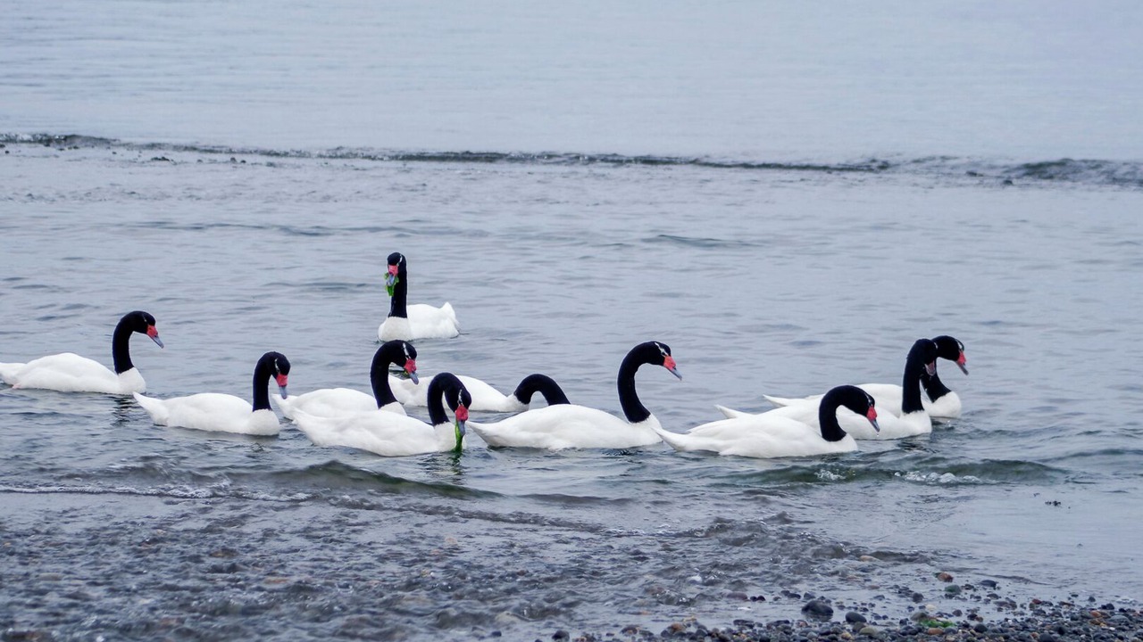 Photo of Others in Ancud