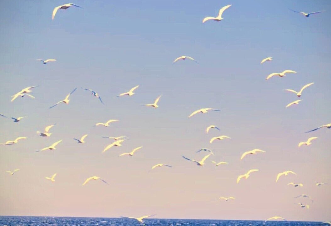 Photo of Others in Camarones