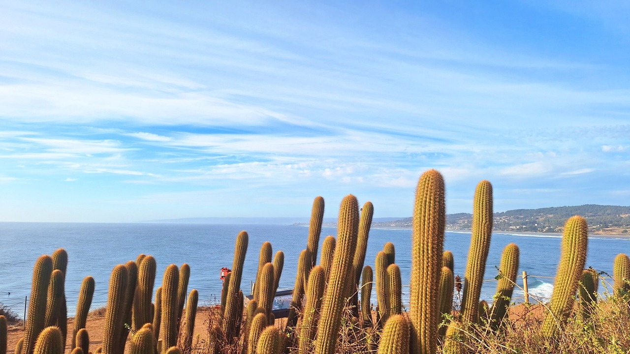 Photo of Others in Pichilemu