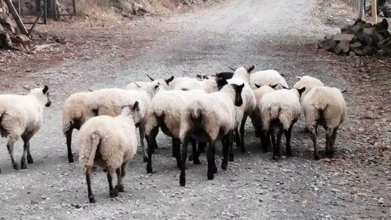 Photo of Others in Pinto