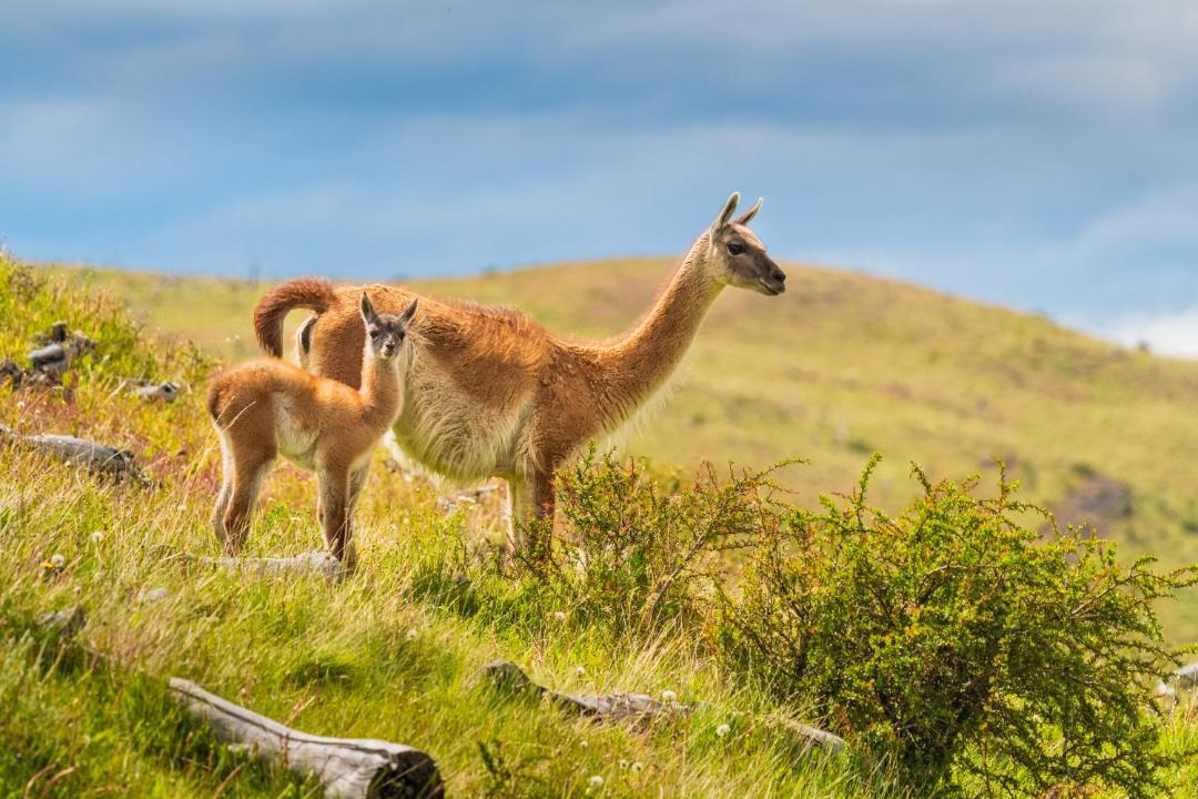 Photo of Others in Chilean Patagonia