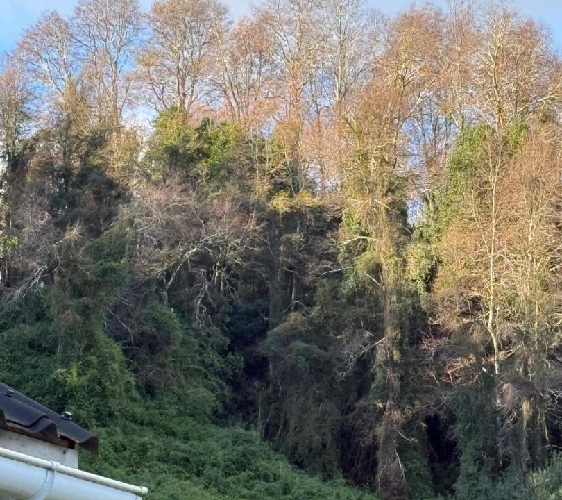 Photo of Others in Villarrica