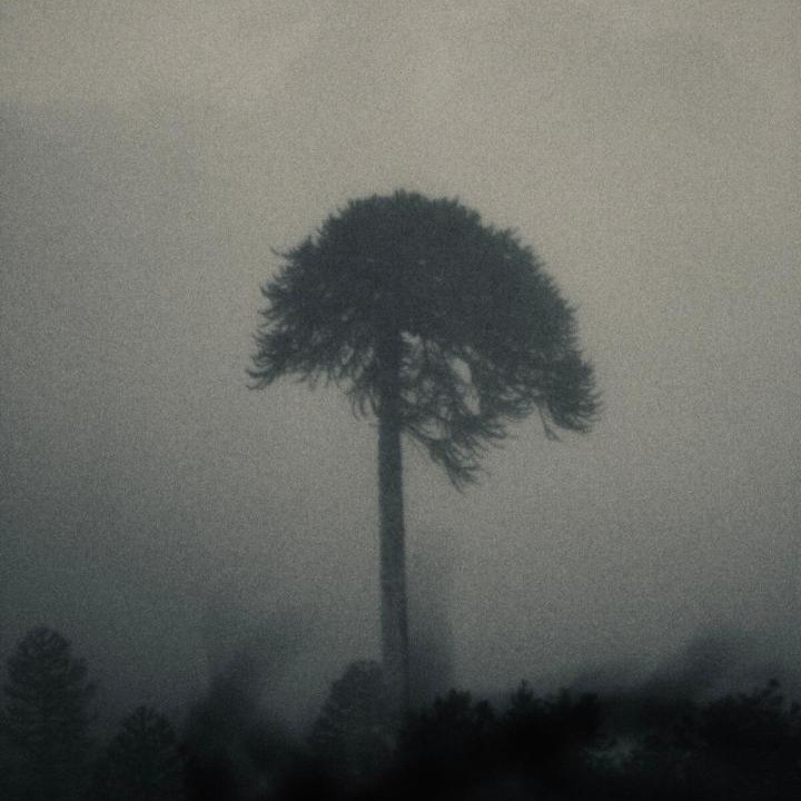 Photo of Others in Curacautin