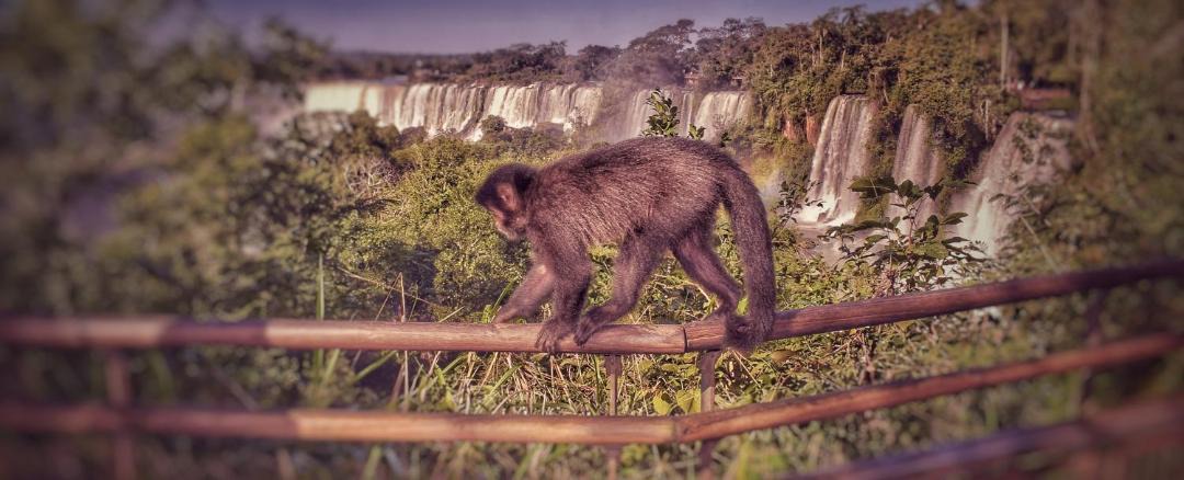 Photo of Others in Puerto Iguazu