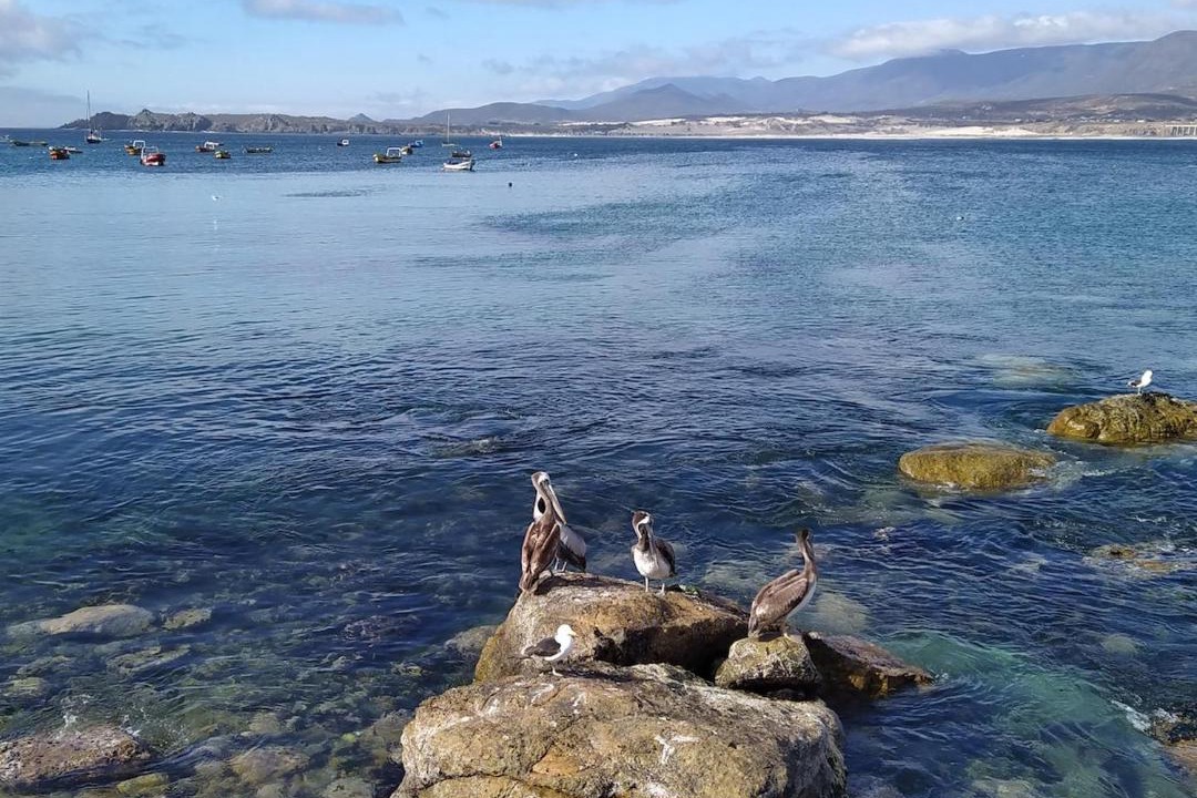 Photo of Others in Pichidangui