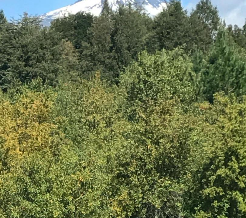 Photo of Outdoor in Pucon