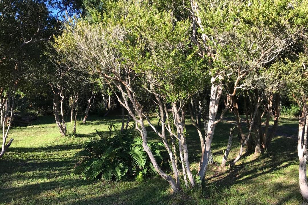 Photo of Outdoor in Pucon