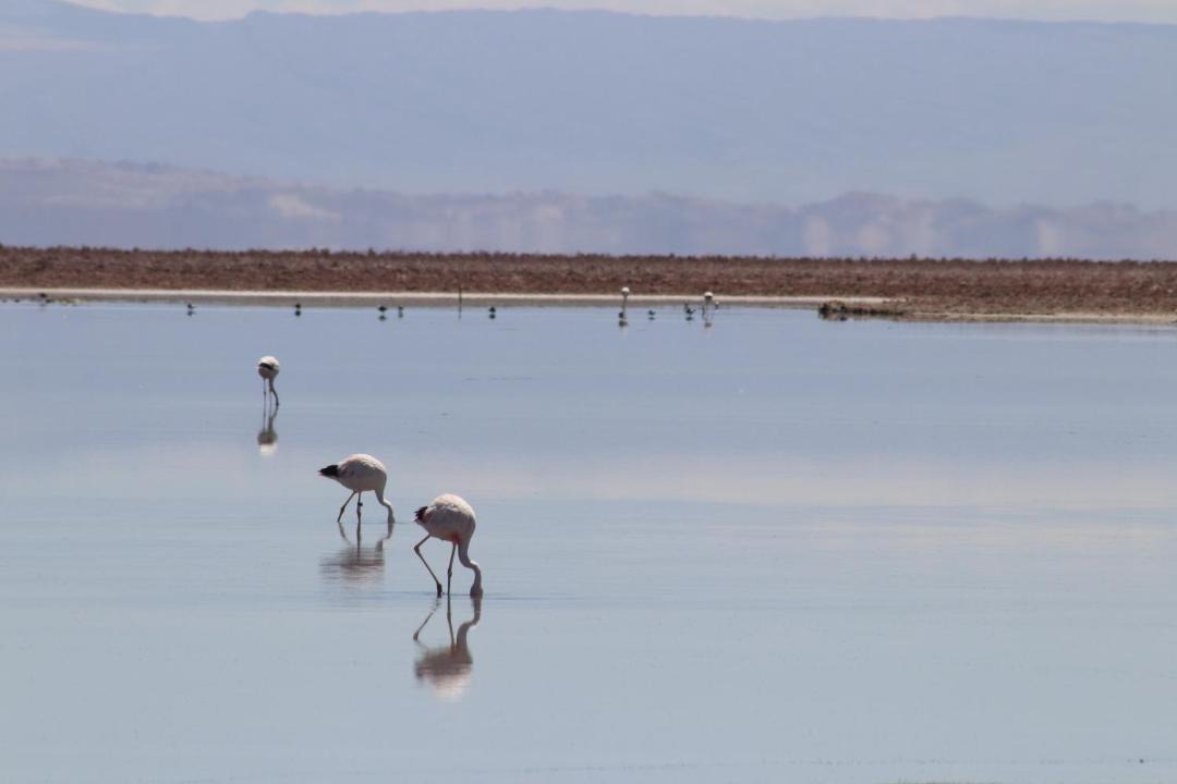 Photo of Others in San Pedro de Atacama
