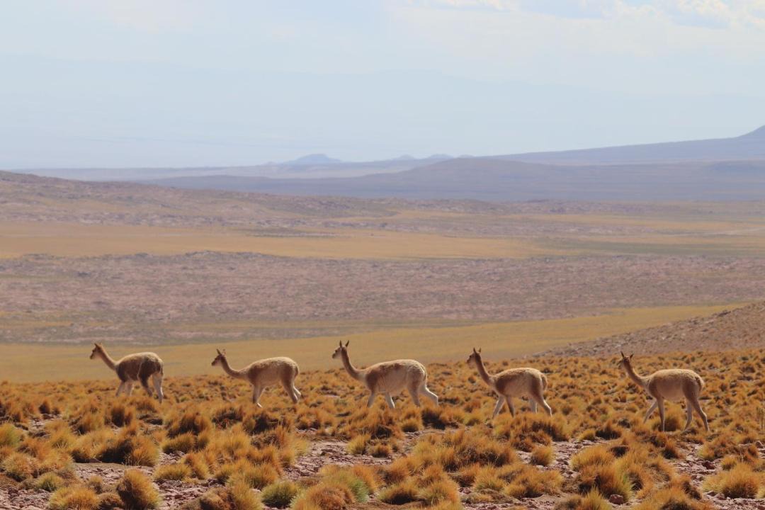 Photo of Others in San Pedro de Atacama