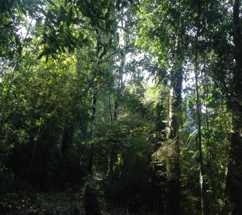 Photo of Others in Hornopiren National Park