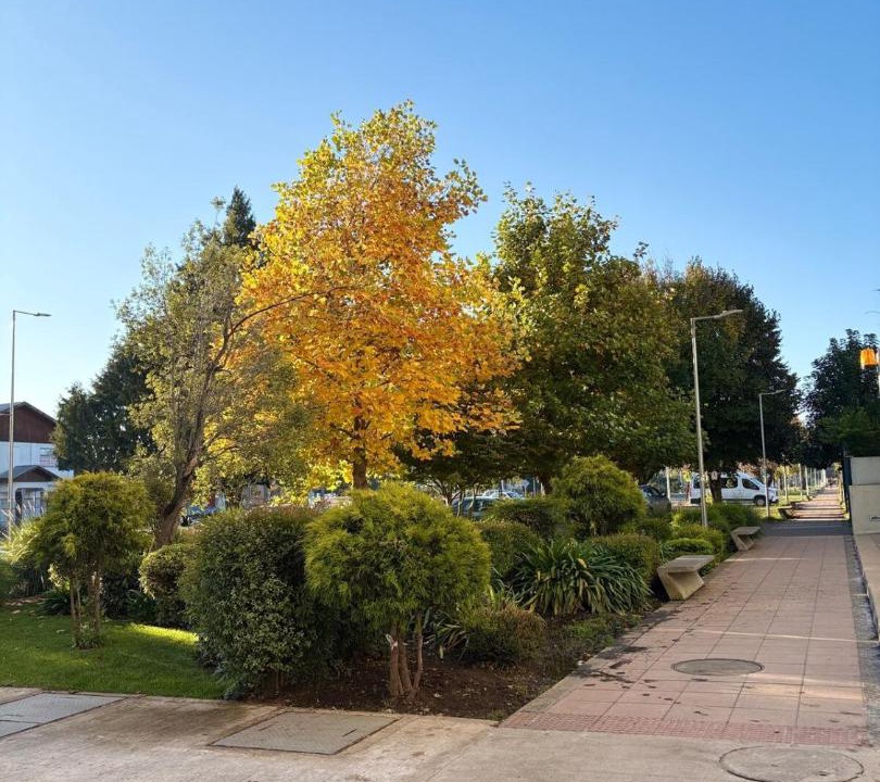 Photo of Others in Temuco