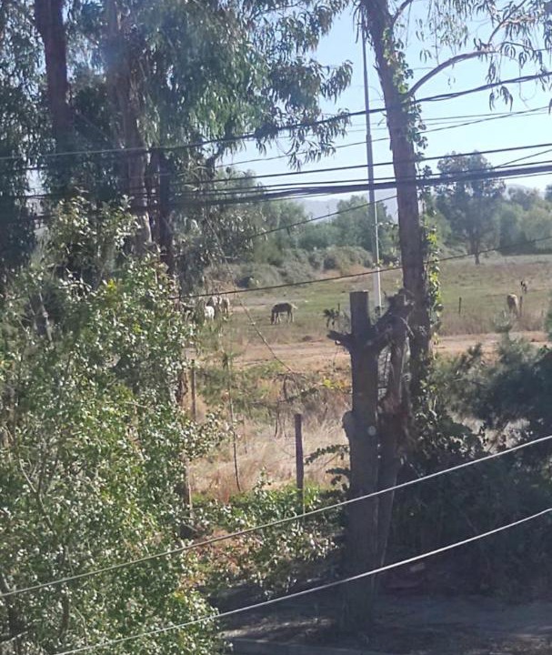 Photo of Others in Talca