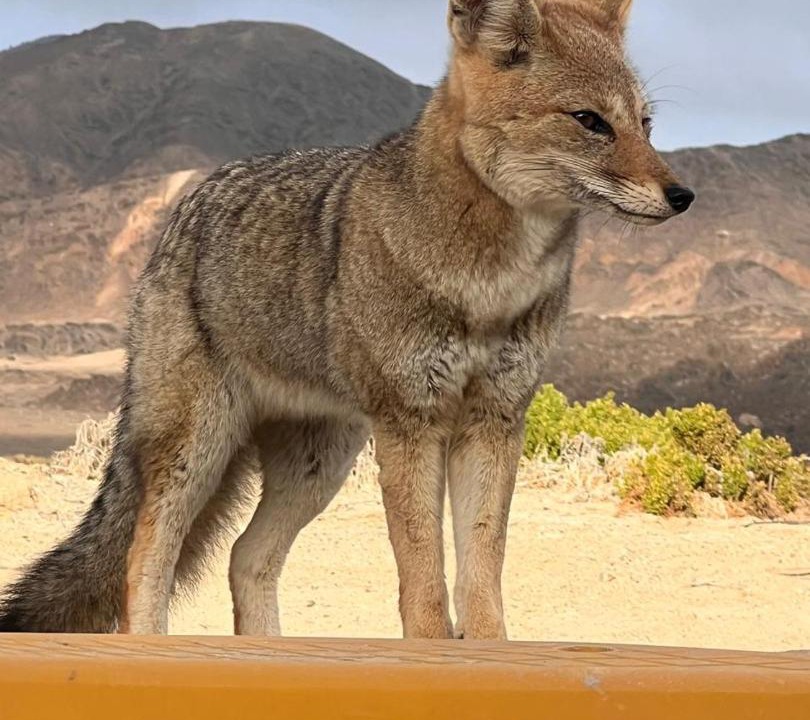 Photo of Others in Chanaral