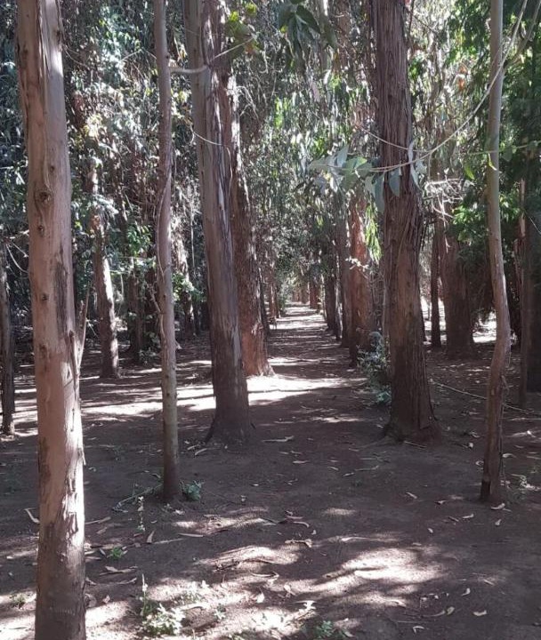 Photo of Outdoor in Bajos de Lircay