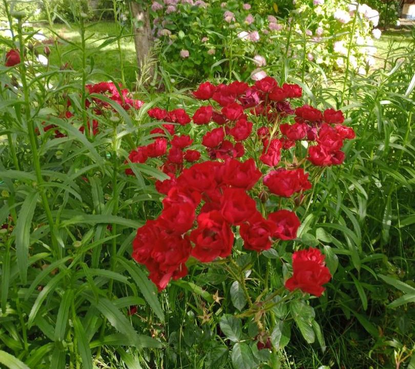 Photo of Outdoor in El Bolson