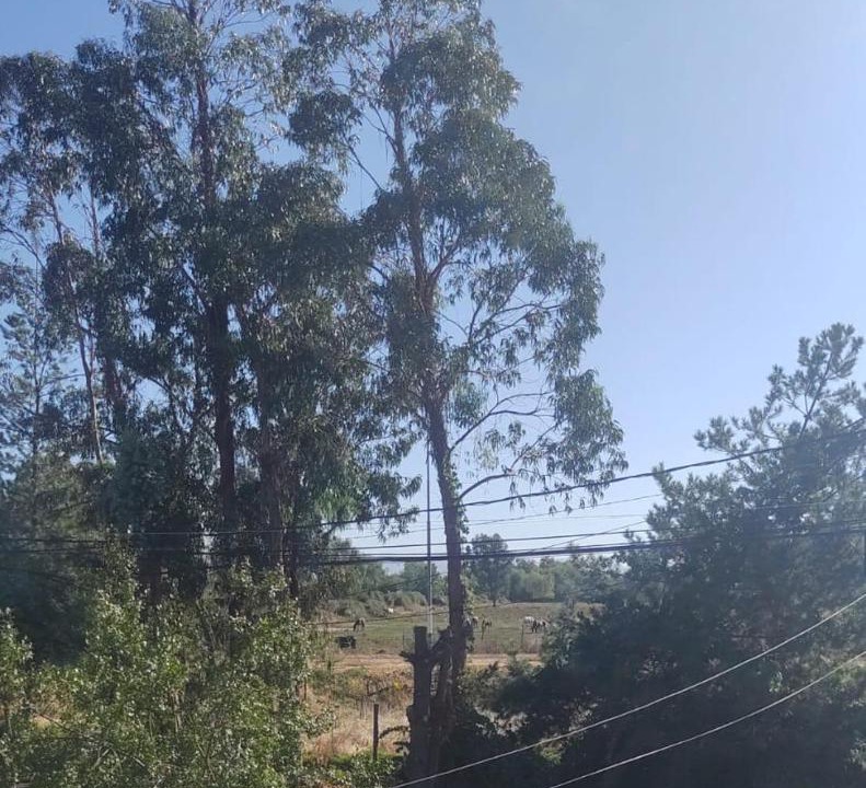 Photo of Others in Talca