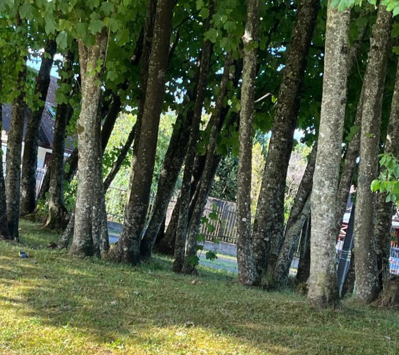 Photo of Others in Valdivia