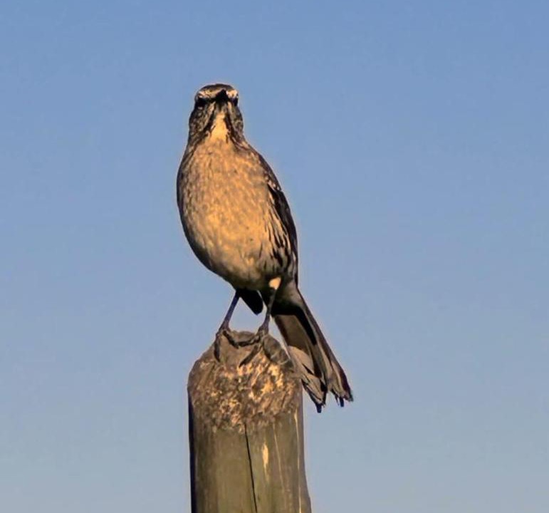 Photo of Others in Peralillo