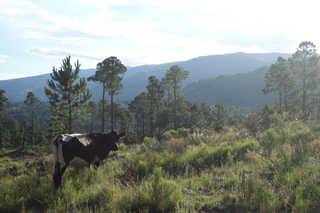 Photo of Others in Calamuchita Department