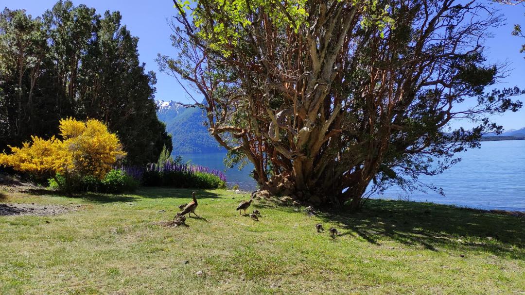 Photo of Others in Nahuel Huapi