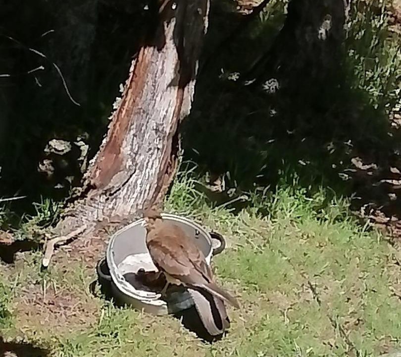 Photo of Others in Palguin Alto