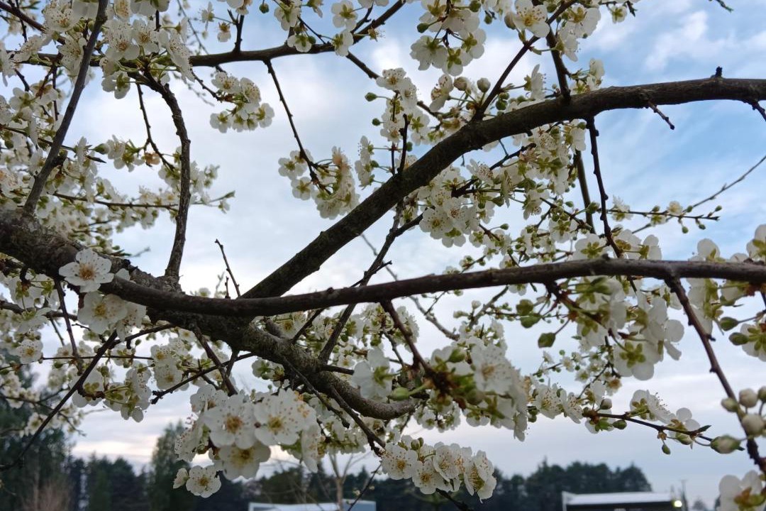 Photo of Others in Frutillar