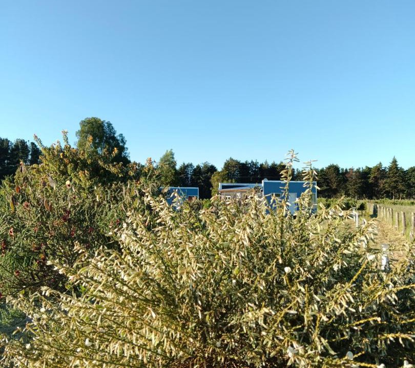 Photo of Others in Frutillar