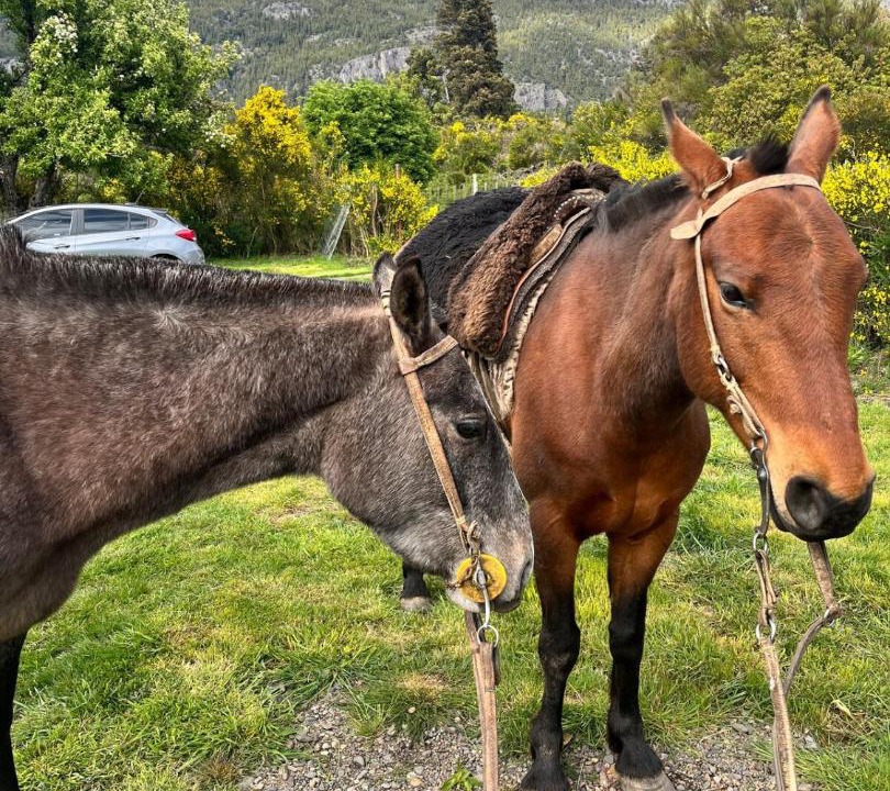 Photo of Others in Los Alerces National Park