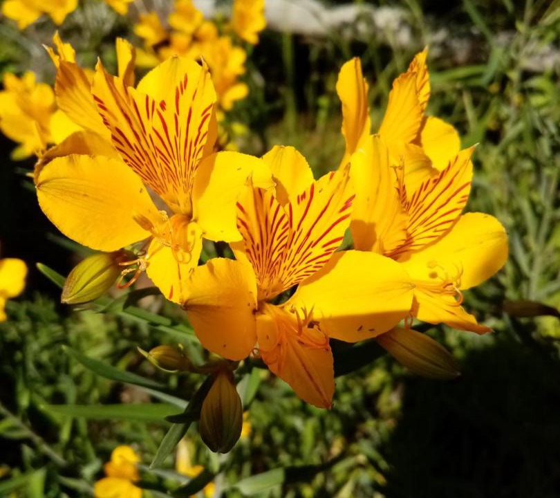 Photo of Others in Lanin National Park