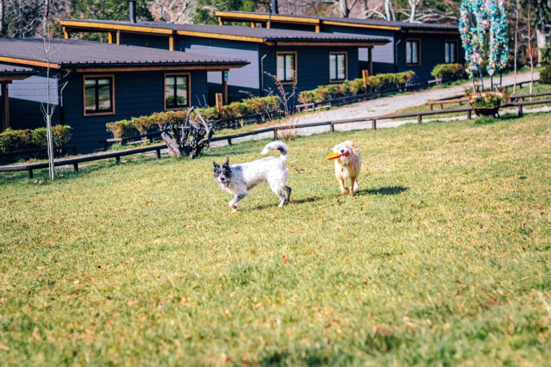 Photo of Others in Panguipulli