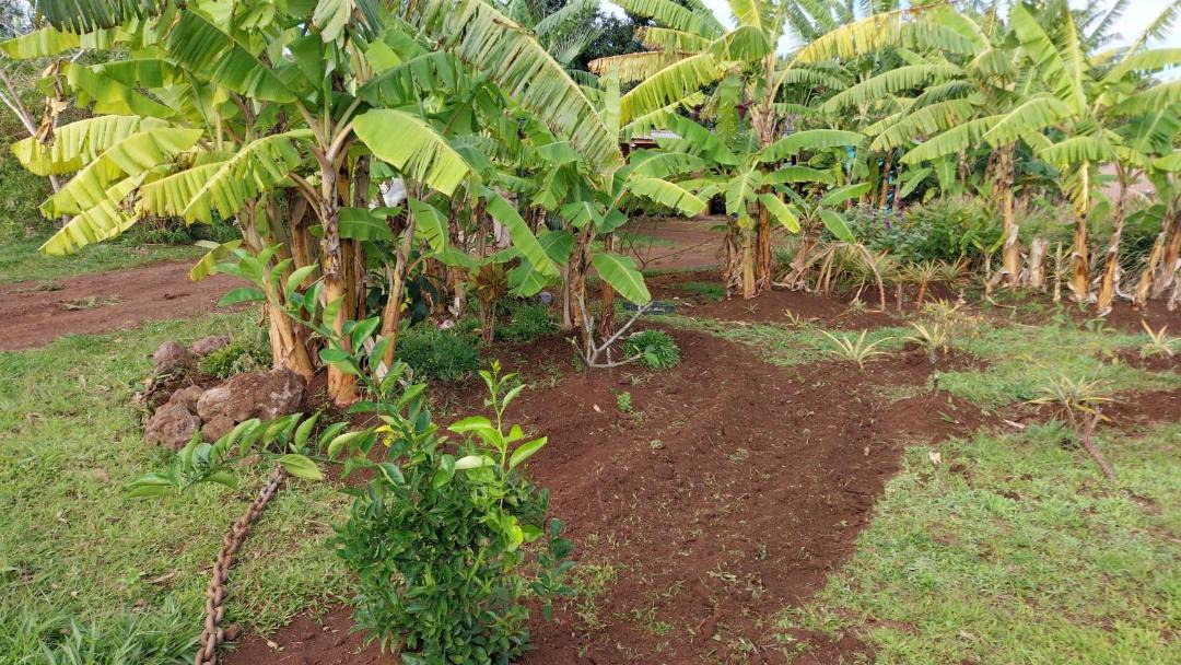 Photo of Others in Hanga Roa