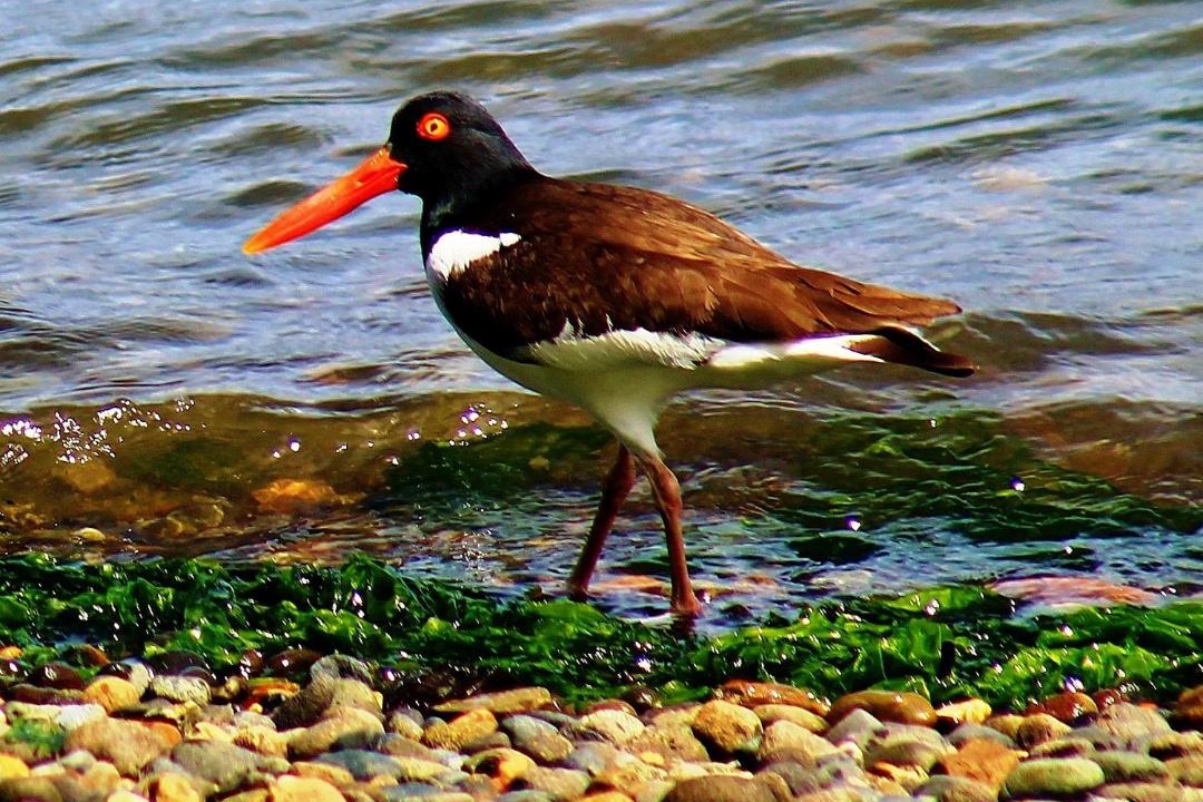 Photo of Others in Chiloe Province