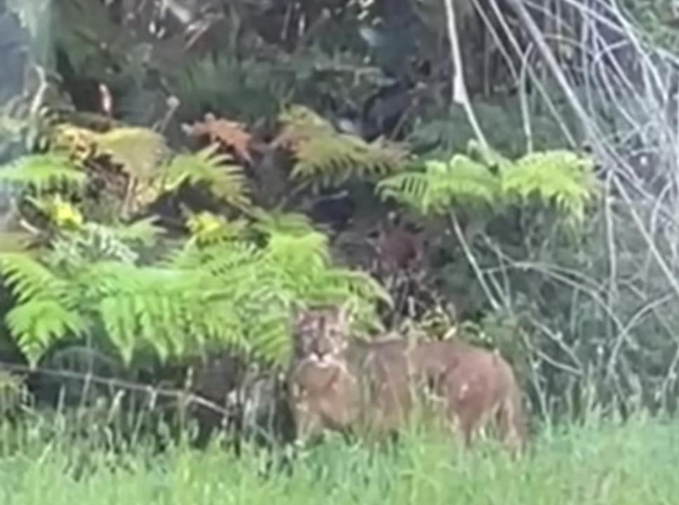 Photo of Others in Hornopiren National Park
