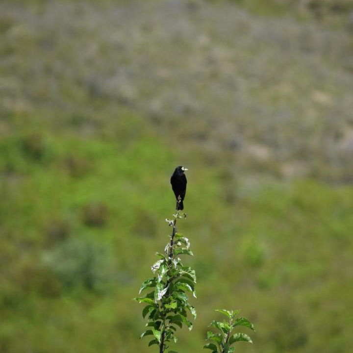 Photo of Others in El Hoyo