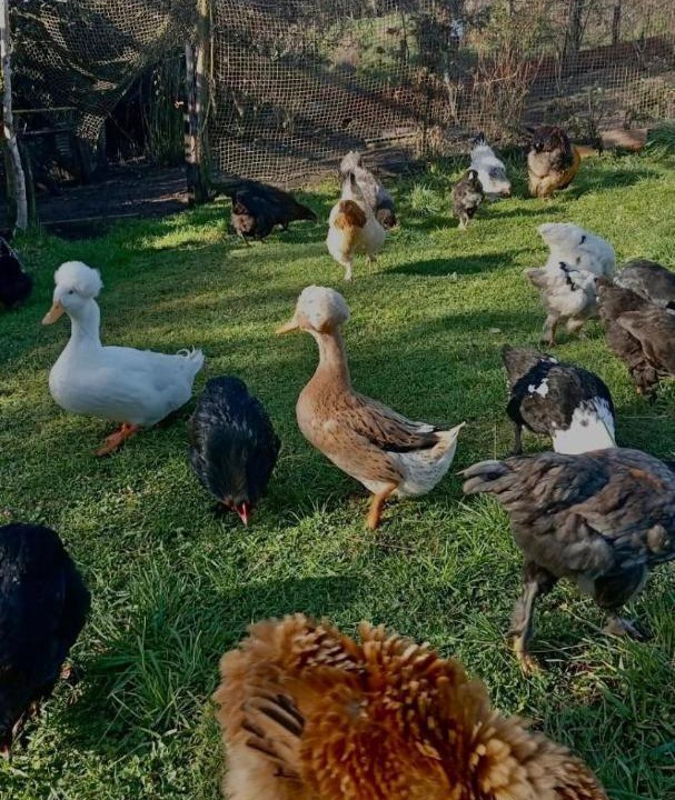 Photo of Others in Ancud