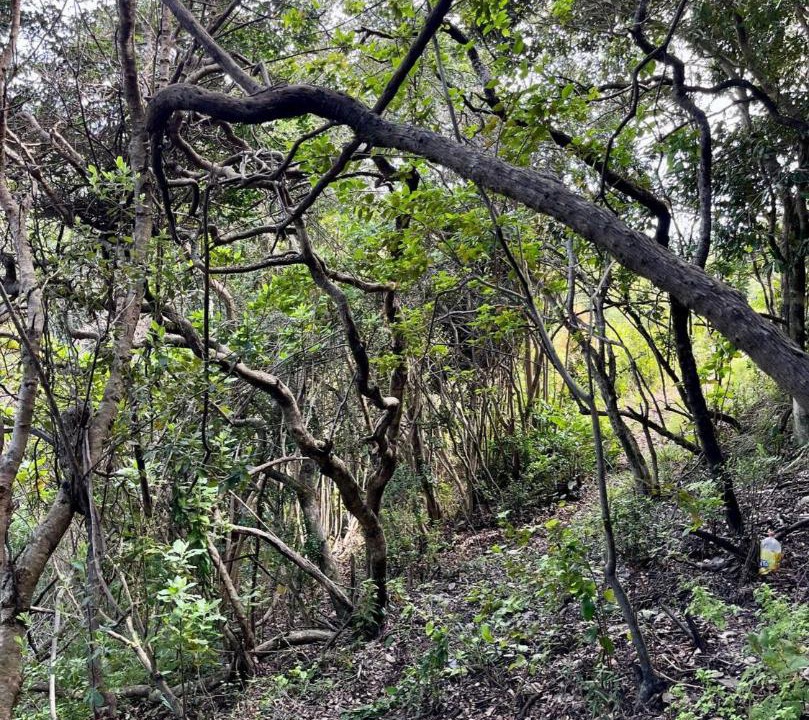 Photo of Others in Cobquecura