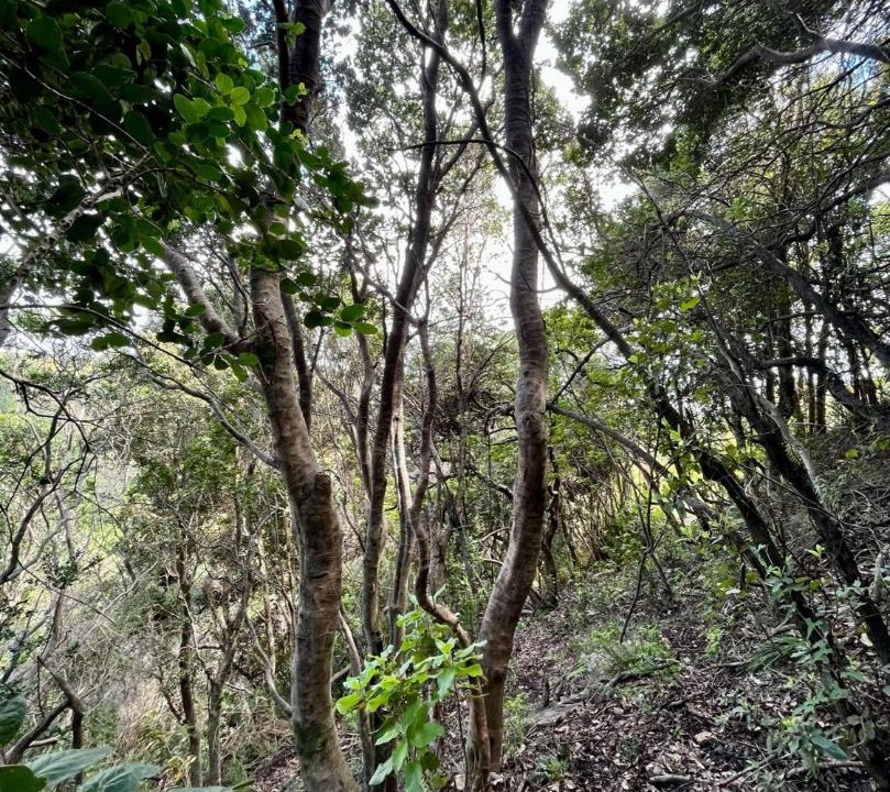 Photo of Others in Cobquecura