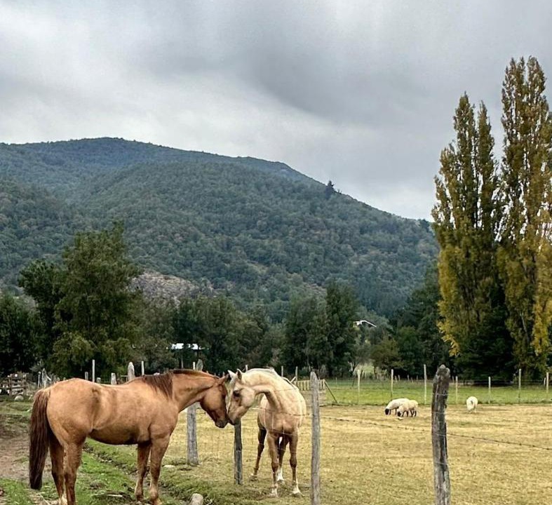Photo of Others in Antuco