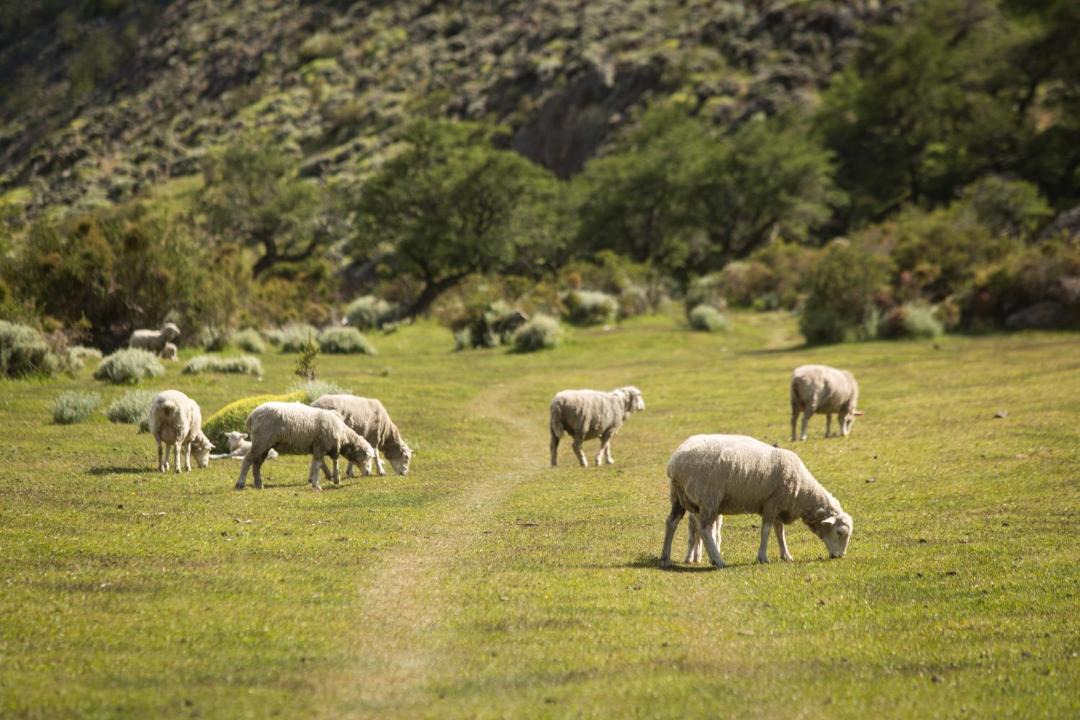 Photo of Others in El Chalten