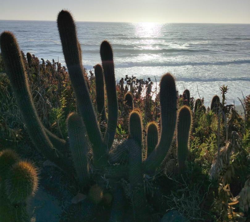 Photo of Others in Pichilemu
