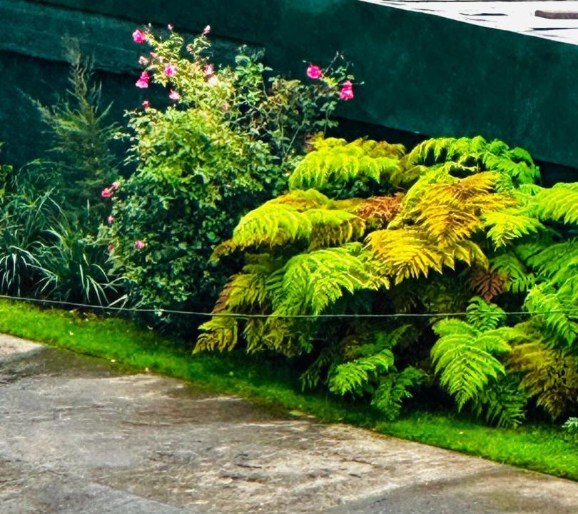 Photo of Others in Osorno