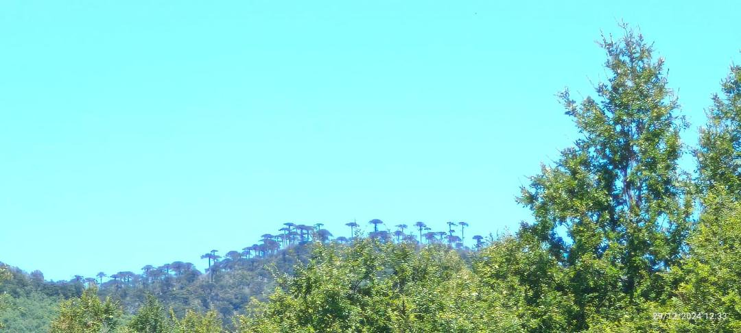 Photo of Others in Angol