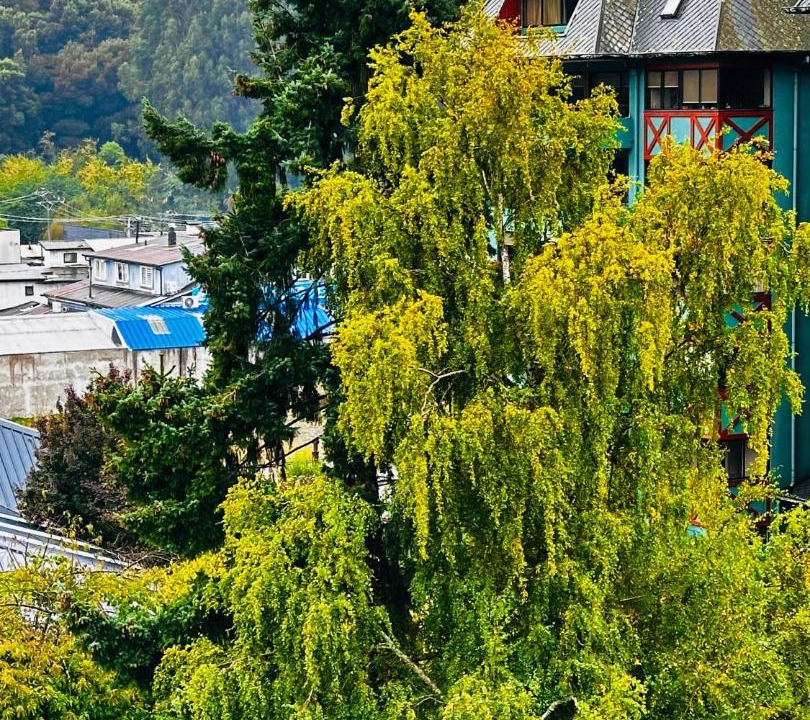 Photo of Others in Osorno