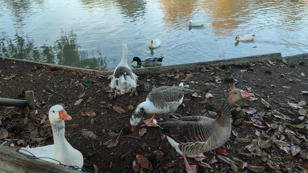 Photo of Others in Linares Province