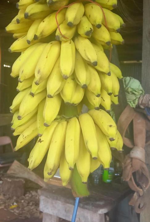 Photo of Others in Hanga Roa