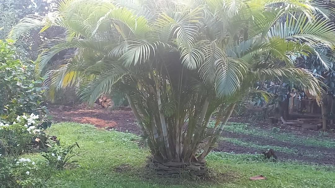 Photo of Others in Hanga Roa